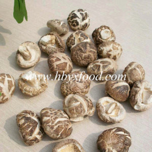 Tasty Wild Flower Mushroom Good for Health