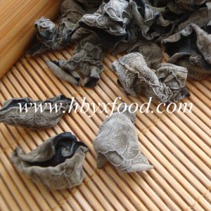 Edible Tree Fungus, Green Natural Black Fungus